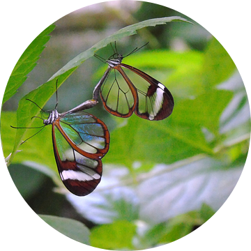 Greta Oto Couples - Tropische vlinders (  Collectie 2018 ) van Jan van Bruggen