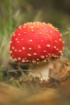 Jonge vliegenzwam - paddenstoel rood met witte stippen van Moetwil en van Dijk - Fotografie