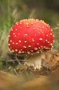 Jonge vliegenzwam - paddenstoel rood met witte stippen van Moetwil en van Dijk - Fotografie thumbnail