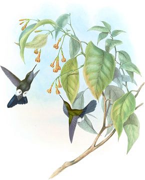 Grijs puffen, John Gould van Hummingbirds