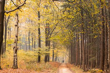 Sentier forestier sur la crête de la colline d'Utrecht sur Peter Haastrecht, van