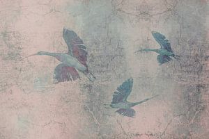Ibisse im Flug. 2