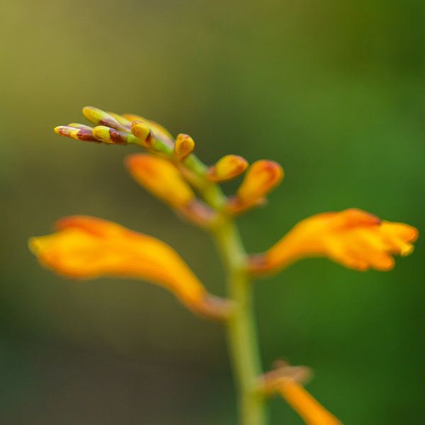 Close-up afbeelding van bloem in de kleur oranje. Groen tinten in achtergrond van Johan Slagers