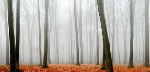 Beukenbomen in de mist