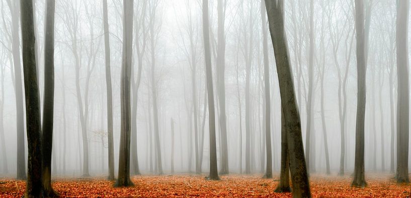 Vue dans une forêt de hêtres pendant un matin brumeux par Sjoerd van der Wal Photographie