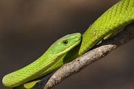 Groene slangenpracht von Frank Heinen Miniaturansicht