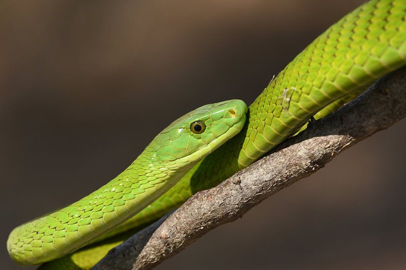Groene slangenpracht von Frank Heinen