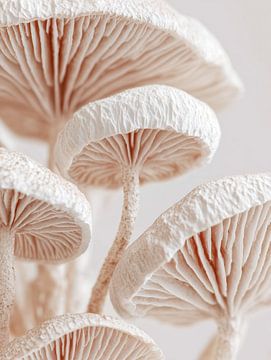 Soft Light Mushrooms