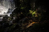 Licht auf die Natur