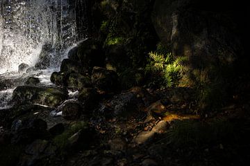 Licht op natuur van Jarno van Osch