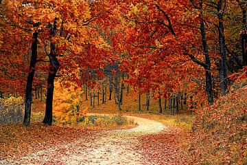 Herfst in het bos (bomen, bladeren en bospad) van Roger VDB