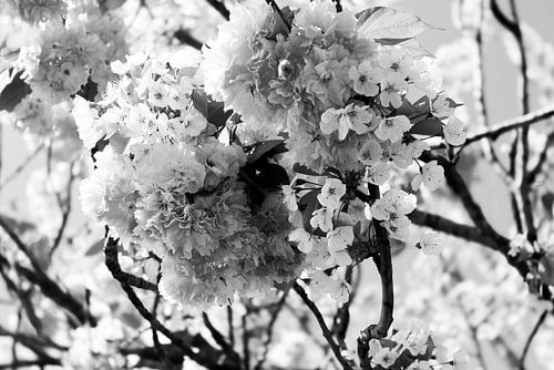 belle fleur de printemps