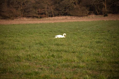Een zwaan op een weiland in Emsland