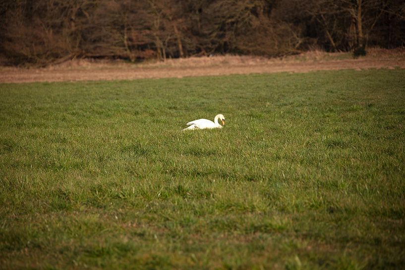 A swan in a meadow in Emsland by Bianca Meyering Fotos - BMF