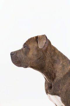 Amstaff Harry sur Janine Bekker Photography