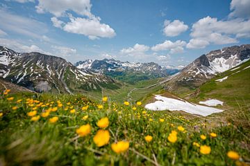 magnifique vue fleurie dans les Alpes du Lechtal près de Zürs sur le chemin du refuge Stuttgarter Hütte sur Leo Schindzielorz