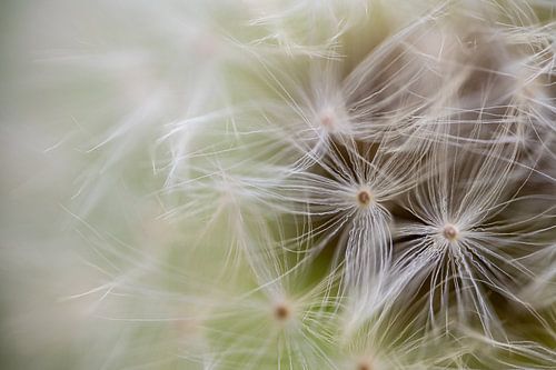 A dandelion (Taraxacum officinale)
