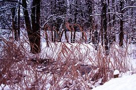 Nix in parco