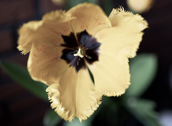 The first flowers in the Emsland garden