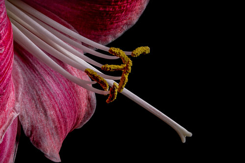 Fine art macro van een roze Amaryllis op zwarte achtergrond
