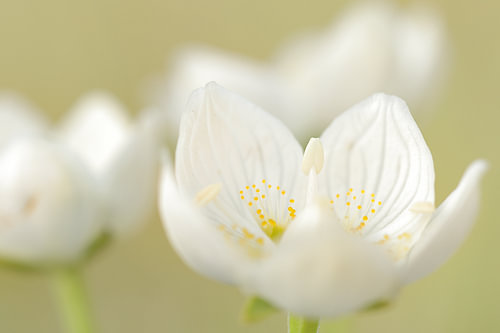Whisper in white