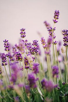 Lavendel | Sommer Nahaufnahme