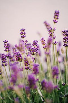 Lavendel | Sommer Nahaufnahme von Suzanne Spijkers