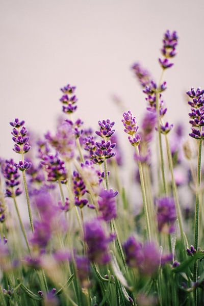Lavender | Summer close-up by Suzanne Spijkers