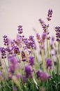 Lavender | Summer close-up by Suzanne Spijkers thumbnail