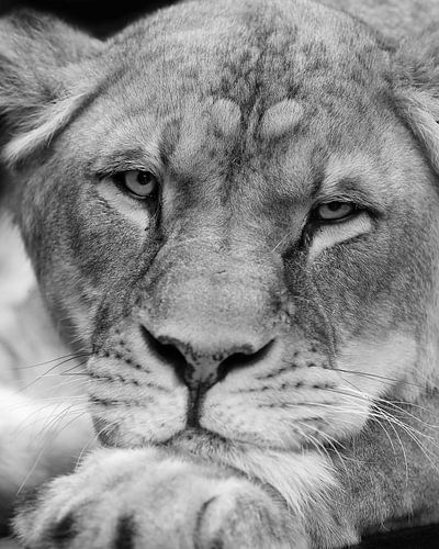 Leeuwin in de relax houding