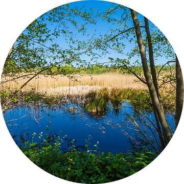 Landschap met vijver en bomen bij Kuchelmiß van Rico Ködder