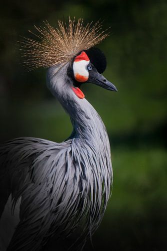 Trotse arrogante vogel gekroonde kraanvogel met vederkroon op donkergroene achtergrond