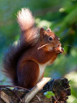 Red Squirrel