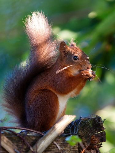 Red Squirrel