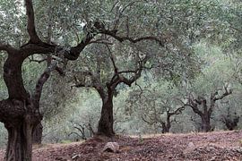 Der griechische Olivenhain von Miranda van Hulst