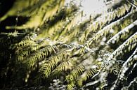 Beautiful greens by Inge van Tilburg thumbnail