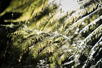 Beautiful greens