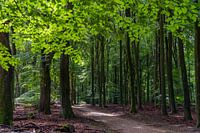 Speulder en Sprielderbos
