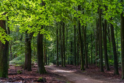 Speulder und Sprielder Wald