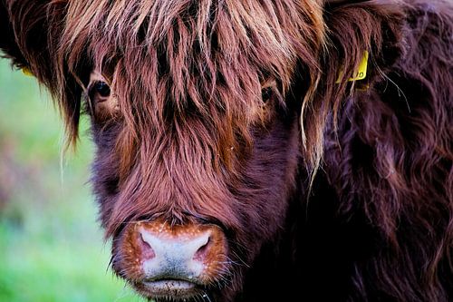 Un brouteur à cornes en gros plan