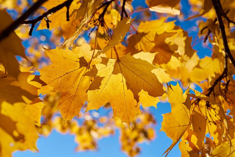 Leaves of a Norway maple with bright yellow autumn colors by Heiko Kueverling