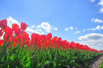 Tulips growing in agricutlural fields during springtime