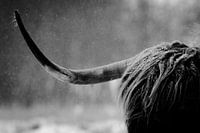 Scottish Highlander Close-Up Horn