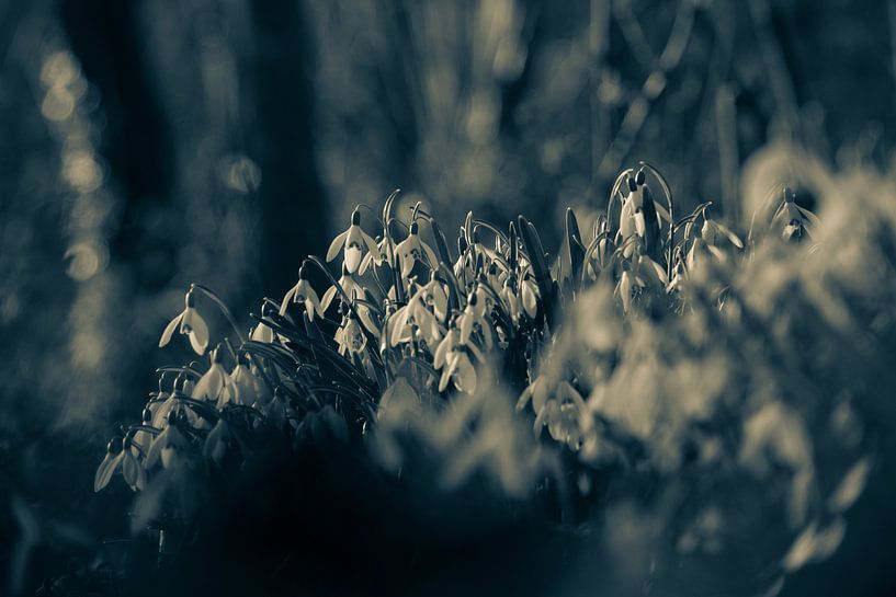 Sneeuwklokjes by peterheinspictures