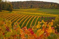 Vineyards in autumn style - I