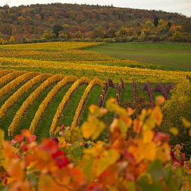 Vineyards in autumn style - I by Stefan van Dongen