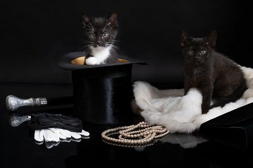 Twee kittens in een stilleven met een hoge hoed parel ketting handschoenen vlinderdas bontjas