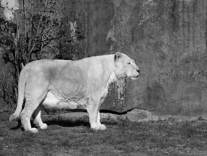 White lioness in black and white by Jose Lok