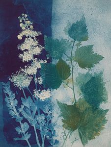 Botanische Cyanotypie in blau-grünen Farbtönen mit detaillierten Blättern und Blüten