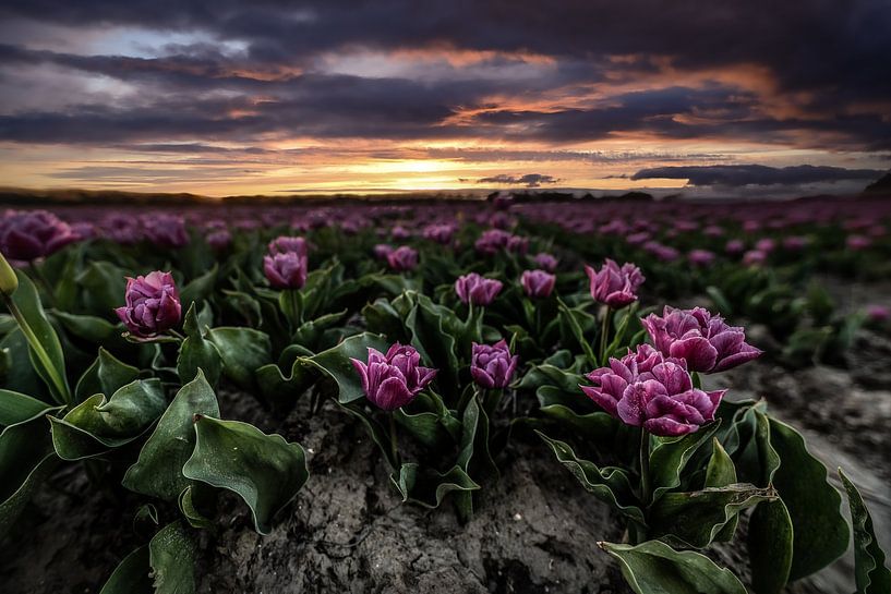 Tulip Field by Tara Kiers